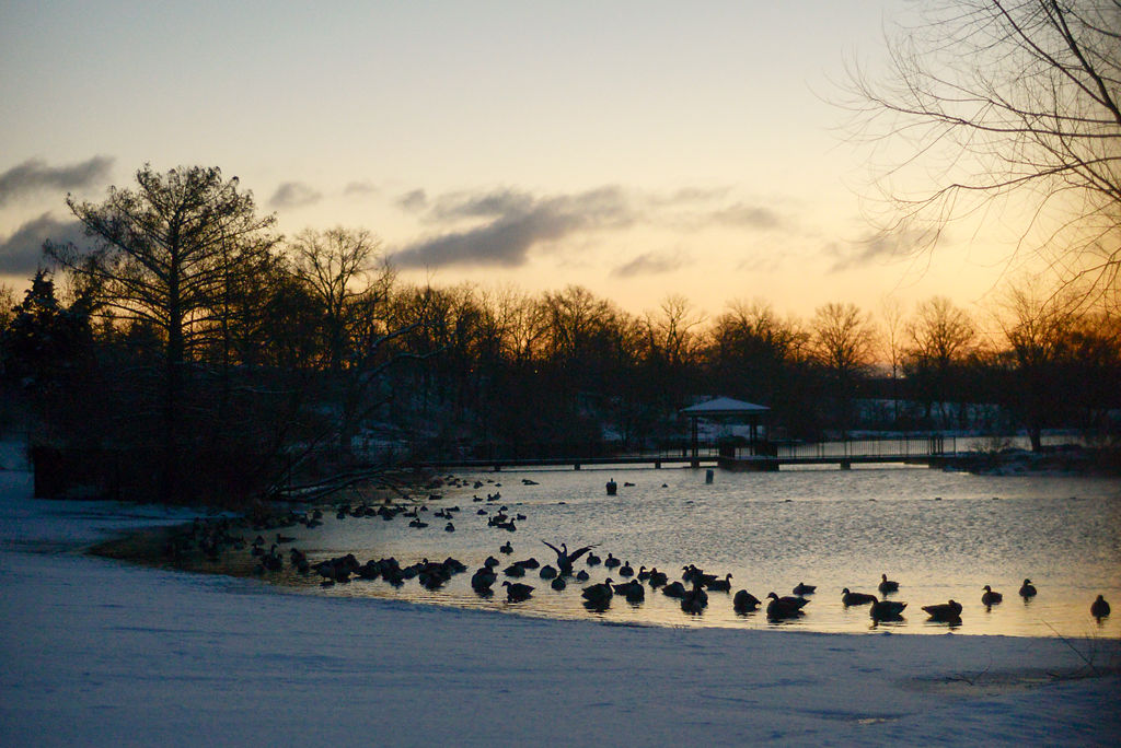 Geese stir as the sun rises over Stephens Lake on the coldest day of the winter season
